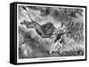 Livingstone Attacked by a Lion-null-Framed Stretched Canvas