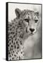 Livingstone, Zambia, Africa. Cheetah-Janet Muir-Framed Stretched Canvas