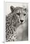 Livingstone, Zambia, Africa. Cheetah-Janet Muir-Framed Photographic Print