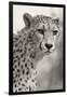 Livingstone, Zambia, Africa. Cheetah-Janet Muir-Framed Photographic Print