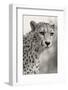 Livingstone, Zambia, Africa. Cheetah-Janet Muir-Framed Photographic Print