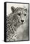 Livingstone, Zambia, Africa. Cheetah-Janet Muir-Framed Stretched Canvas