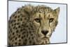 Livingstone, Zambia, Africa. Cheetah-Janet Muir-Mounted Photographic Print