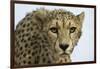 Livingstone, Zambia, Africa. Cheetah-Janet Muir-Framed Photographic Print