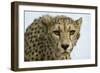 Livingstone, Zambia, Africa. Cheetah-Janet Muir-Framed Photographic Print