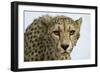 Livingstone, Zambia, Africa. Cheetah-Janet Muir-Framed Photographic Print