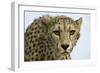 Livingstone, Zambia, Africa. Cheetah-Janet Muir-Framed Photographic Print