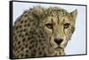 Livingstone, Zambia, Africa. Cheetah-Janet Muir-Framed Stretched Canvas