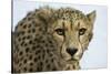 Livingstone, Zambia, Africa. Cheetah-Janet Muir-Stretched Canvas