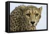 Livingstone, Zambia, Africa. Cheetah-Janet Muir-Framed Stretched Canvas