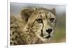 Livingstone, Zambia, Africa. Close-up of a Cheetah Cub-Janet Muir-Framed Photographic Print