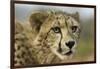 Livingstone, Zambia, Africa. Close-up of a Cheetah Cub-Janet Muir-Framed Photographic Print