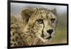 Livingstone, Zambia, Africa. Close-up of a Cheetah Cub-Janet Muir-Framed Photographic Print