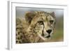 Livingstone, Zambia, Africa. Close-up of a Cheetah Cub-Janet Muir-Framed Photographic Print