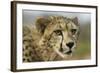 Livingstone, Zambia, Africa. Close-up of a Cheetah Cub-Janet Muir-Framed Photographic Print