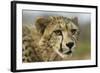 Livingstone, Zambia, Africa. Close-up of a Cheetah Cub-Janet Muir-Framed Photographic Print