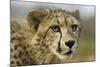 Livingstone, Zambia, Africa. Close-up of a Cheetah Cub-Janet Muir-Mounted Photographic Print