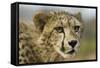 Livingstone, Zambia, Africa. Close-up of a Cheetah Cub-Janet Muir-Framed Stretched Canvas