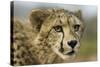 Livingstone, Zambia, Africa. Close-up of a Cheetah Cub-Janet Muir-Stretched Canvas