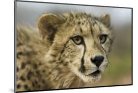 Livingstone, Zambia, Africa. Close-up of a Cheetah Cub-Janet Muir-Mounted Photographic Print