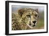 Livingstone, Zambia, Africa. Close-up of a Cheetah Cub-Janet Muir-Framed Photographic Print