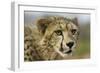 Livingstone, Zambia, Africa. Close-up of a Cheetah Cub-Janet Muir-Framed Photographic Print