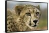 Livingstone, Zambia, Africa. Close-up of a Cheetah Cub-Janet Muir-Framed Stretched Canvas