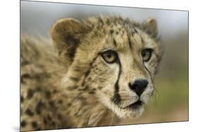 Livingstone, Zambia, Africa. Close-up of a Cheetah Cub-Janet Muir-Mounted Premium Photographic Print