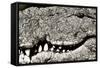 Livingstone, Zambia, Africa. Extreme Close-up of a Nile Crocodile-Janet Muir-Framed Stretched Canvas