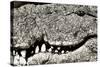 Livingstone, Zambia, Africa. Extreme Close-up of a Nile Crocodile-Janet Muir-Stretched Canvas