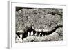 Livingstone, Zambia, Africa. Extreme Close-up of a Nile Crocodile-Janet Muir-Framed Photographic Print