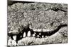 Livingstone, Zambia, Africa. Extreme Close-up of a Nile Crocodile-Janet Muir-Mounted Photographic Print