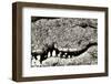 Livingstone, Zambia, Africa. Extreme Close-up of a Nile Crocodile-Janet Muir-Framed Photographic Print