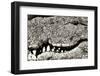Livingstone, Zambia, Africa. Extreme Close-up of a Nile Crocodile-Janet Muir-Framed Photographic Print