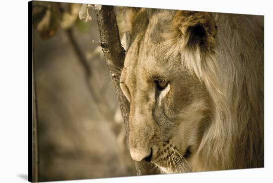 Livingstone, Zambia. Pensive Look of a Young Male Lion-Janet Muir-Stretched Canvas
