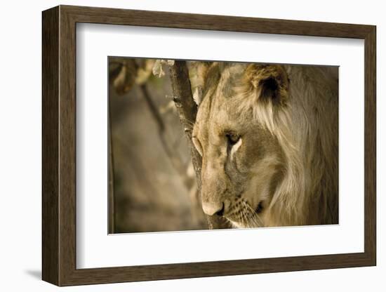 Livingstone, Zambia. Pensive Look of a Young Male Lion-Janet Muir-Framed Photographic Print