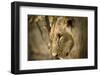 Livingstone, Zambia. Pensive Look of a Young Male Lion-Janet Muir-Framed Photographic Print