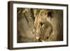 Livingstone, Zambia. Pensive Look of a Young Male Lion-Janet Muir-Framed Photographic Print