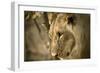 Livingstone, Zambia. Pensive Look of a Young Male Lion-Janet Muir-Framed Photographic Print