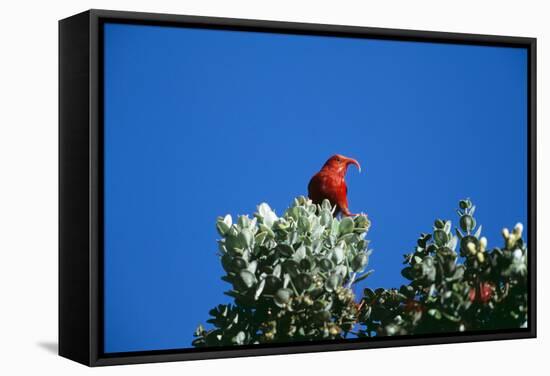 Liwi Bird in Tree Canopy-null-Framed Stretched Canvas