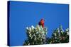 Liwi Bird in Tree Canopy-null-Stretched Canvas