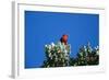 Liwi Bird in Tree Canopy-null-Framed Photographic Print