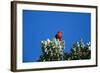 Liwi Bird in Tree Canopy-null-Framed Photographic Print