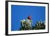 Liwi Bird in Tree Canopy-null-Framed Photographic Print