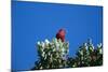 Liwi Bird in Tree Canopy-null-Mounted Photographic Print