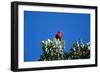 Liwi Bird in Tree Canopy-null-Framed Photographic Print