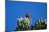 Liwi Bird in Tree Canopy-null-Mounted Photographic Print