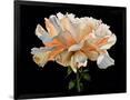 Gramercy Black