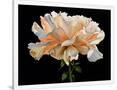 Gramercy White