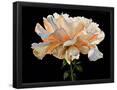 Essential Black
